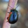 Toadflax Leaf Beetle - Chrysolina sanguinolenta | Fotografijos autorius : Romas Ferenca | © Macronature.eu | Macro photography web site