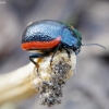 Toadflax Leaf Beetle - Chrysolina sanguinolenta | Fotografijos autorius : Romas Ferenca | © Macronature.eu | Macro photography web site