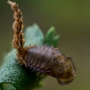 Tortoise beetle - Cassida sp. larva | Fotografijos autorius : Oskaras Venckus | © Macronature.eu | Macro photography web site