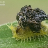 Tortoise beetle - Cassida sp., larva  | Fotografijos autorius : Gintautas Steiblys | © Macronature.eu | Macro photography web site