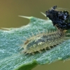 Tortoise beetle - Cassida sp., larva | Fotografijos autorius : Gintautas Steiblys | © Macronature.eu | Macro photography web site