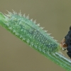 Tortoise beetle - Cassida sp., larva | Fotografijos autorius : Gintautas Steiblys | © Macronature.eu | Macro photography web site