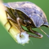 Tortoise bug | Eurygaster testudinaria | Fotografijos autorius : Darius Baužys | © Macronature.eu | Macro photography web site