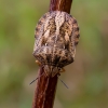 Tortoise bug – Eurygaster testudinaria  | Fotografijos autorius : Oskaras Venckus | © Macronature.eu | Macro photography web site