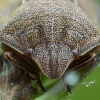 Tortoise bug – Eurygaster testudinaria | Fotografijos autorius : Žilvinas Pūtys | © Macronature.eu | Macro photography web site