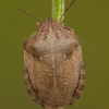 Tortoise bug – Eurygaster testudinaria | Fotografijos autorius : Žilvinas Pūtys | © Macronature.eu | Macro photography web site