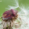 Tortoise bug – Eurygaster testudinaria | Fotografijos autorius : Darius Baužys | © Macronature.eu | Macro photography web site