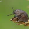 Tortoise bug - Eurygaster testudinaria, nymph | Fotografijos autorius : Gintautas Steiblys | © Macronature.eu | Macro photography web site