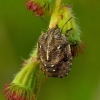 Tortoise bug - Eurygaster testudinaria, nymph | Fotografijos autorius : Romas Ferenca | © Macronature.eu | Macro photography web site