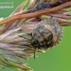 Tortoise bug - Eurygaster testudinaria, nymph | Fotografijos autorius : Darius Baužys | © Macronature.eu | Macro photography web site