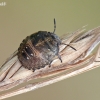 Tortoise bug - Eurygaster testudinaria. Nymph | Fotografijos autorius : Darius Baužys | © Macronature.eu | Macro photography web site