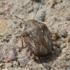 Tortoise bug - Eurygaster testudinaria | Fotografijos autorius : Vytautas Gluoksnis | © Macronature.eu | Macro photography web site