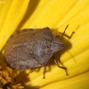 Lenktagalvė vėžliablakė - Eurygaster testudinaria | Fotografijos autorius : Vytautas Gluoksnis | © Macronature.eu | Macro photography web site