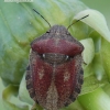 Tortoise bug - Eurygaster testudinaria | Fotografijos autorius : Arūnas Eismantas | © Macronature.eu | Macro photography web site