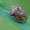 Lenktagalvė vėžliablakė - Eurygaster testudinaria | Fotografijos autorius : Darius Baužys | © Macronature.eu | Macro photography web site