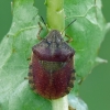 Tortoise bug - Eurygaster testudinaria | Fotografijos autorius : Darius Baužys | © Macronature.eu | Macro photography web site