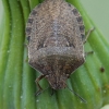 Tortoise bug - Eurygaster testudinaria | Fotografijos autorius : Arūnas Eismantas | © Macronature.eu | Macro photography web site