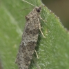 Tortrix Moth - Cnephasia sp. | Fotografijos autorius : Gintautas Steiblys | © Macronature.eu | Macro photography web site