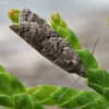 Tortrix Moth - Cnephasia sp. | Fotografijos autorius : Vytautas Gluoksnis | © Macronature.eu | Macro photography web site