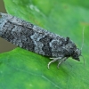 Tortrix Moth - Cnephasia sp. | Fotografijos autorius : Gintautas Steiblys | © Macronature.eu | Macro photography web site