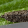 Tortrix Moth - Cnephasia sp. | Fotografijos autorius : Eglė Vičiuvienė | © Macronature.eu | Macro photography web site