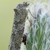 Tortrix Moth - Cnephasia sp. | Fotografijos autorius : Gintautas Steiblys | © Macronature.eu | Macro photography web site