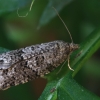 Tortrix Moth - Cnephasia sp. | Fotografijos autorius : Gintautas Steiblys | © Macronature.eu | Macro photography web site