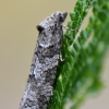 Tortrix Moth - Cnephasia sp. | Fotografijos autorius : Arūnas Eismantas | © Macronature.eu | Macro photography web site