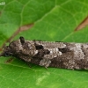 Tortrix Moth - Cnephasia sp. | Fotografijos autorius : Gintautas Steiblys | © Macronature.eu | Macro photography web site