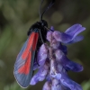 Purpurinis marguolis - Zygaena purpuralis | Fotografijos autorius : Žilvinas Pūtys | © Macronature.eu | Macro photography web site