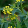 Treacle-mustard - Erysimum cheiranthoides | Fotografijos autorius : Aleksandras Stabrauskas | © Macronature.eu | Macro photography web site