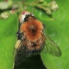 Tree Bumblebee - Bombus hypnorum | Fotografijos autorius : Gintautas Steiblys | © Macronature.eu | Macro photography web site