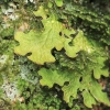 Tree Lungwort - Lobaria pulmonaria | Fotografijos autorius : Gintautas Steiblys | © Macronature.eu | Macro photography web site