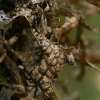 Tree Lungwort - Lobaria pulmonaria | Fotografijos autorius : Gintautas Steiblys | © Macronature.eu | Macro photography web site