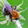 Medinė kamanė | Tree bumblebee | Bombus cf. hypnorum | Fotografijos autorius : Darius Baužys | © Macrogamta.lt | Šis tinklapis priklauso bendruomenei kuri domisi makro fotografija ir fotografuoja gyvąjį makro pasaulį.