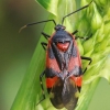 Trijuostė žolblakė - Deraeocoris trifasciatus | Fotografijos autorius : Gintautas Steiblys | © Macrogamta.lt | Šis tinklapis priklauso bendruomenei kuri domisi makro fotografija ir fotografuoja gyvąjį makro pasaulį.