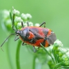 Trijuostė žolblakė - Deraeocoris trifasciatus | Fotografijos autorius : Romas Ferenca | © Macrogamta.lt | Šis tinklapis priklauso bendruomenei kuri domisi makro fotografija ir fotografuoja gyvąjį makro pasaulį.