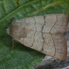 Trijuostis naktinukas - Charanyca trigrammica | Fotografijos autorius : Vytautas Gluoksnis | © Macrogamta.lt | Šis tinklapis priklauso bendruomenei kuri domisi makro fotografija ir fotografuoja gyvąjį makro pasaulį.