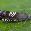 Triple-stripe piercer - Grapholita compositella | Fotografijos autorius : Žilvinas Pūtys | © Macronature.eu | Macro photography web site