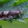 Triple-stripe piercer - Grapholita compositella | Fotografijos autorius : Oskaras Venckus | © Macronature.eu | Macro photography web site