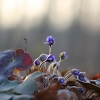 Triskiautė žibuoklė - Hepatica nobilis | Fotografijos autorius : Agnė Našlėnienė | © Macrogamta.lt | Šis tinklapis priklauso bendruomenei kuri domisi makro fotografija ir fotografuoja gyvąjį makro pasaulį.