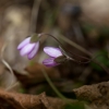 Triskiautė žibuoklė - Hepatica nobilis | Fotografijos autorius : Zita Gasiūnaitė | © Macrogamta.lt | Šis tinklapis priklauso bendruomenei kuri domisi makro fotografija ir fotografuoja gyvąjį makro pasaulį.