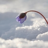 Triskiautė žibuoklė - Hepatica nobilis | Fotografijos autorius : Agnė Našlėnienė | © Macrogamta.lt | Šis tinklapis priklauso bendruomenei kuri domisi makro fotografija ir fotografuoja gyvąjį makro pasaulį.