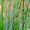 Viksva - Carex sp. | Fotografijos autorius : Darius Baužys | © Macrogamta.lt | Šis tinklapis priklauso bendruomenei kuri domisi makro fotografija ir fotografuoja gyvąjį makro pasaulį.