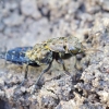 Trumapsparnis - Ontholestes murinus | Fotografijos autorius : Romas Ferenca | © Macrogamta.lt | Šis tinklapis priklauso bendruomenei kuri domisi makro fotografija ir fotografuoja gyvąjį makro pasaulį.