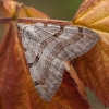 Trumpakojis pilkasprindis - Aplocera plagiata ♂ | Fotografijos autorius : Žilvinas Pūtys | © Macrogamta.lt | Šis tinklapis priklauso bendruomenei kuri domisi makro fotografija ir fotografuoja gyvąjį makro pasaulį.