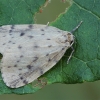 Trumpasparnė kerpytė - Thumatha senex | Fotografijos autorius : Gintautas Steiblys | © Macrogamta.lt | Šis tinklapis priklauso bendruomenei kuri domisi makro fotografija ir fotografuoja gyvąjį makro pasaulį.