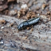 Trumpasparnis - Anotylus rugosus | Fotografijos autorius : Kazimieras Martinaitis | © Macrogamta.lt | Šis tinklapis priklauso bendruomenei kuri domisi makro fotografija ir fotografuoja gyvąjį makro pasaulį.