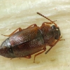 Trumpasparnis - Anthobium sp. | Fotografijos autorius : Vidas Brazauskas | © Macrogamta.lt | Šis tinklapis priklauso bendruomenei kuri domisi makro fotografija ir fotografuoja gyvąjį makro pasaulį.