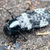 Trumpasparnis - Creophilus maxillosus | Fotografijos autorius : Kazimieras Martinaitis | © Macrogamta.lt | Šis tinklapis priklauso bendruomenei kuri domisi makro fotografija ir fotografuoja gyvąjį makro pasaulį.